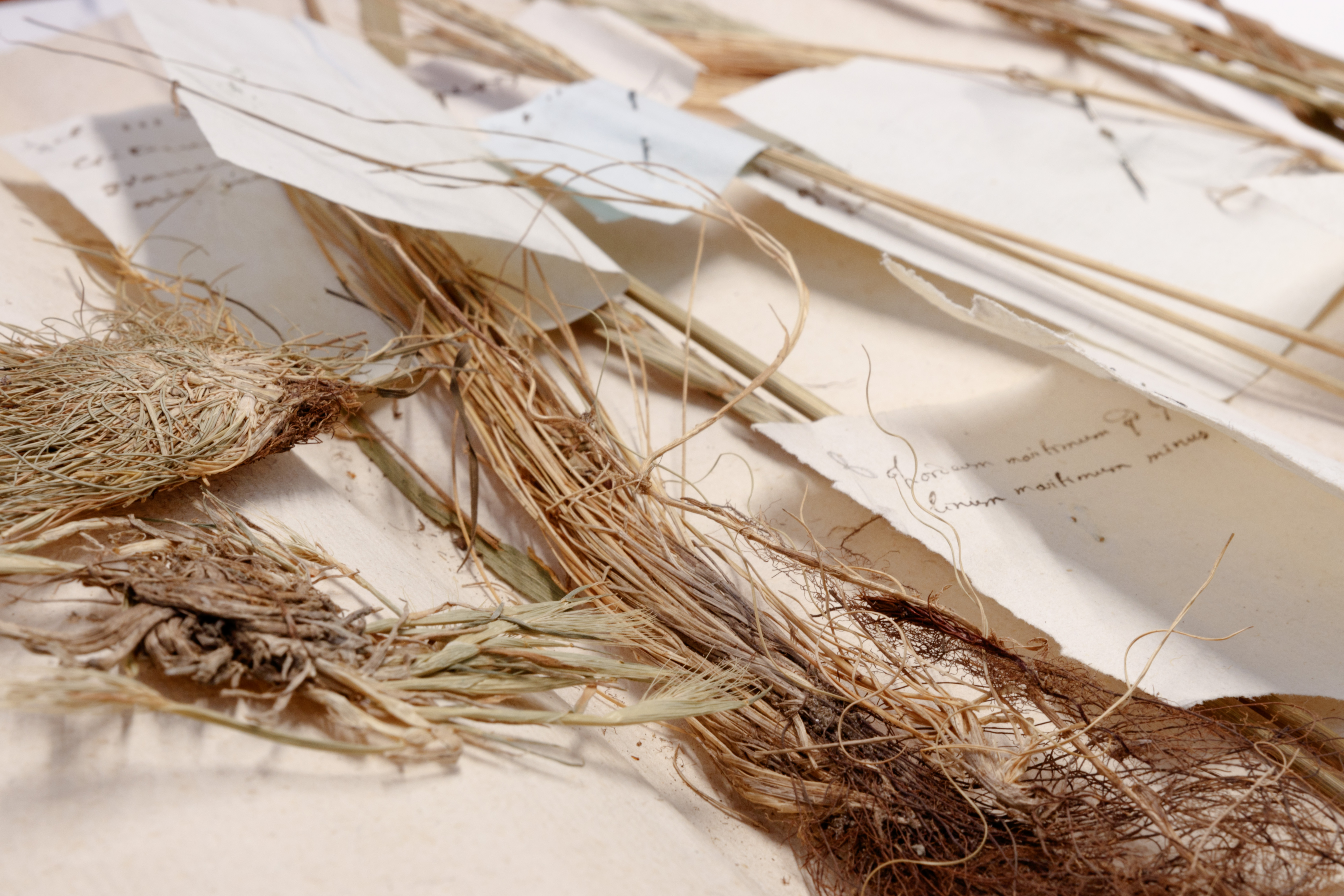 Herbier Rousseau, Neuchâtel, Bibliothèque publique et universitaire / Guillaume Kaufmann